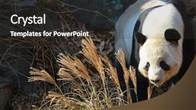  Presentation with giant sequoia and the generals - Colorful PPT theme enhanced with giant panda backdrop and a dark gray colored foreground