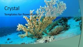  Presentation with puffer - Audience pleasing presentation consisting of giant puffer fish and acropora table coral backdrop and a cyan colored foreground