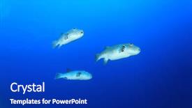  Presentation with puffer - Beautiful slide deck featuring christmas frame - branch of spruce backdrop and a white colored foreground