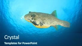  Presentation with puffer - Slide set with giant puffer fish pufferfish blowfish balloonfish background and a ocean colored foreground