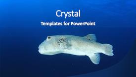  Presentation with puffer - Cool new PPT theme with giant-puffer-fish-pufferfish backdrop and a dark gray colored foreground