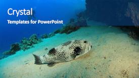  Presentation with puffer - Cool new slide set with giant-puffer-fish-with-scuba backdrop and a teal colored foreground