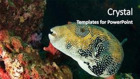  Presentation with puffer - Slides enhanced with giant puffer fish background and a black colored foreground