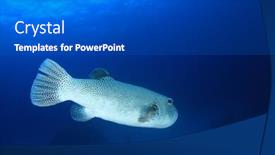  Presentation with puffer - Colorful slide deck enhanced with giant-puffer-fish backdrop and a dark gray colored foreground