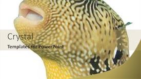  Presentation with puffer - PPT theme having giant pufferfish puffer fish isolated on white background background and a yellow colored foreground