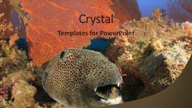  Presentation with puffer - Slides enhanced with giant-pufferfish-puffer-fish background and a red colored foreground