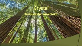  Presentation with san francisco - Colorful slide deck enhanced with giant redwoods in muir woods backdrop and a tawny brown colored foreground