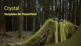  Presentation with taiwan - PPT theme enhanced with giant-sacred-tree-in-alishan background and a wine colored foreground