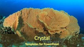  Presentation with sea coral - Colorful presentation design enhanced with giant sea fan coral gorgonian backdrop and a tawny brown colored foreground