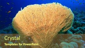  Presentation with sea coral - Colorful presentation theme enhanced with giant-sea-fan-gorgonia-coral backdrop and a tawny brown colored foreground