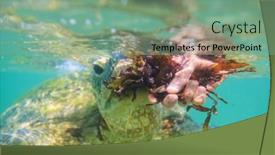  Presentation with turtle - Presentation theme featuring giant-sea-turtle-underwater background and a seafoam green colored foreground
