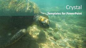  Presentation with turtle - Slides consisting of giant-sea-turtle-underwater background and a seafoam green colored foreground