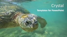  Presentation with turtle - Slide deck enhanced with giant-sea-turtle-underwater background and a teal colored foreground