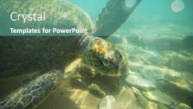  Presentation with turtle - Presentation theme consisting of giant-sea-turtle-underwater background and a seafoam green colored foreground