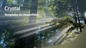  Presentation with light rays - Audience pleasing slides consisting of giant sequoia - beautiful light rays blasting backdrop and a ocean colored foreground