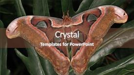  Presentation with silkworm - Presentation theme featuring asia mania - giant silkworm moth on big background and a  colored foreground