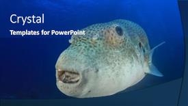  Presentation with puffer - PPT theme enhanced with giant-starry-puffer-fish background and a navy blue colored foreground