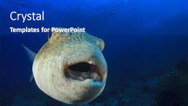  Presentation with puffer - Beautiful PPT theme featuring giant-starry-puffer-fish backdrop and a royal blue colored foreground