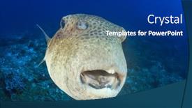  Presentation with puffer - Colorful theme enhanced with giant-starry-puffer-fish backdrop and a navy blue colored foreground