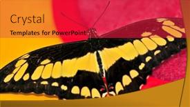  Presentation with butterfly - Presentation theme with giant-swallowtail-butterfly-with-open background and a red colored foreground