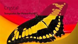  Presentation with butterfly - Beautiful PPT theme featuring giant-swallowtail-butterfly-with-open backdrop and a crimson colored foreground
