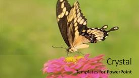  Presentation with pink green - Presentation with giant-swallowtail-on-a-pink background and a yellow colored foreground