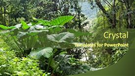 Presentation with jungle - Cool new PPT layouts with giant-taro-plant-in-lush backdrop and a tawny brown colored foreground