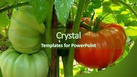  Presentation with tomato plant - Colorful PPT layouts enhanced with tea on snow mountain backdrop and a ocean colored foreground