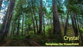  Presentation with redwood forest - Cool new theme with giant tree - big sur redwood forest backdrop and a tawny brown colored foreground