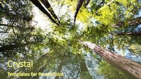  Presentation with redwood forest - Audience pleasing presentation consisting of giant tree - looking up in redwood forest backdrop and a tawny brown colored foreground