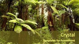  Presentation with redwood forest - PPT theme having giant tree - redwood forest background and a tawny brown colored foreground