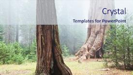  Presentation with national - Colorful slide deck enhanced with giant tree - sequoia national park in usa backdrop and a sky blue colored foreground