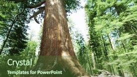  Presentation with national parks yosemite valley yosemite - Cool new slide set with giant tree - sequoias in yosemite national park backdrop and a  colored foreground