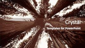  Presentation with giant sequoia and the generals - Amazing slide deck having giant tree closeup in sequoia backdrop and a tawny brown colored foreground
