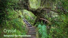  Presentation with beautiful landscapes - Presentation theme featuring giant-tree-in-rain-forest background and a tawny brown colored foreground