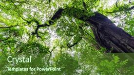  Presentation with dynamic - PPT theme consisting of giant tree in the jungle background and a tawny brown colored foreground