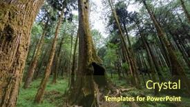  Presentation with tree - PPT layouts consisting of giant-tree-with-big-hole background and a tawny brown colored foreground