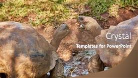  Presentation with ecuador - Beautiful PPT theme featuring giant-turtle-love-parade-santa backdrop and a coral colored foreground