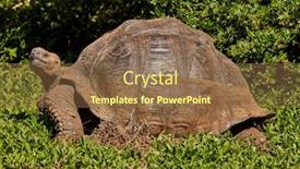  Presentation with ecuador - Slides with giant-turtle-santa-cruz-island background and a tawny brown colored foreground