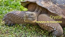  Presentation with ecuador - Cool new presentation theme with giant-turtle-santa-cruz-island backdrop and a tawny brown colored foreground