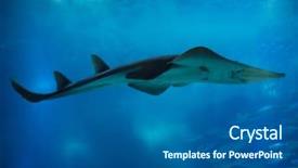  Presentation with giant trees - Presentation theme with giants - giant guitarfish rhynchobatus djiddensis also background and a gray colored foreground