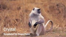  Presentation with underwater wild nature sea life - Audience pleasing PPT theme consisting of gibbon - animals in the wild life backdrop and a  colored foreground