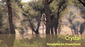  Presentation with underwater wild nature sea life - Slide set with gibbon - animals in the wild life background and a  colored foreground