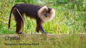  Presentation with gibbon - Presentation design featuring gibbon - lion tailed macaque monkey background and a gold colored foreground