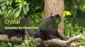  Presentation with singapore - PPT layouts featuring gibbon - siamang symphalangus syndactylus adult male background and a tawny brown colored foreground