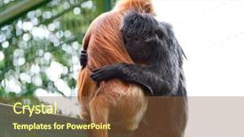  Presentation with hug - Presentation design enhanced with gibbon - two monkeys in hug background and a tawny brown colored foreground