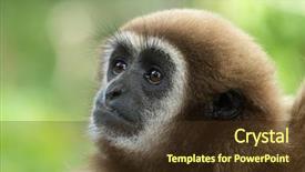  Presentation with gibbon - Presentation design enhanced with gibbon close- up face background and a tawny brown colored foreground