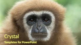  Presentation with gibbon - PPT theme having gibbon close- up face background and a tawny brown colored foreground