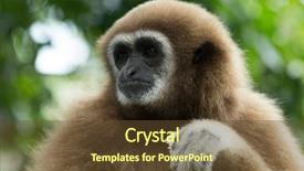  Presentation with gibbon - Audience pleasing theme consisting of bearded man hipster and two backdrop and a tawny brown colored foreground