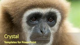  Presentation with gibbon - Slide set featuring gibbon close- up face background and a tawny brown colored foreground